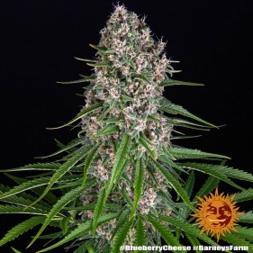 Barney's Farm Blue Cheese Seeds 3 Stk.