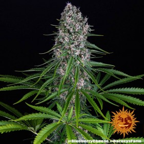 Barney's Farm Blue Cheese Seeds 3 Stk.