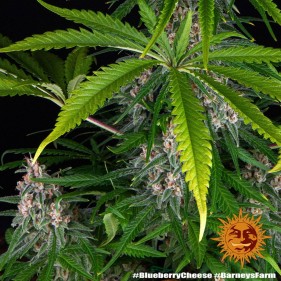 Barney's Farm Blue Cheese Seeds 3 Stk.