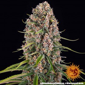 Barney's Farm Blue Cheese Seeds 3 Stk.