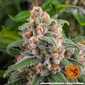 Barney's Farm Blue Cheese Seeds 3 Stk.