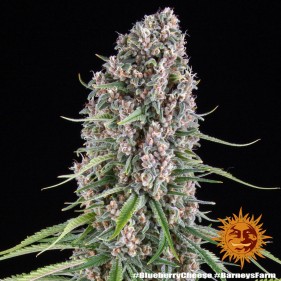 Barney's Farm Blue Cheese Seeds 3 Stk.