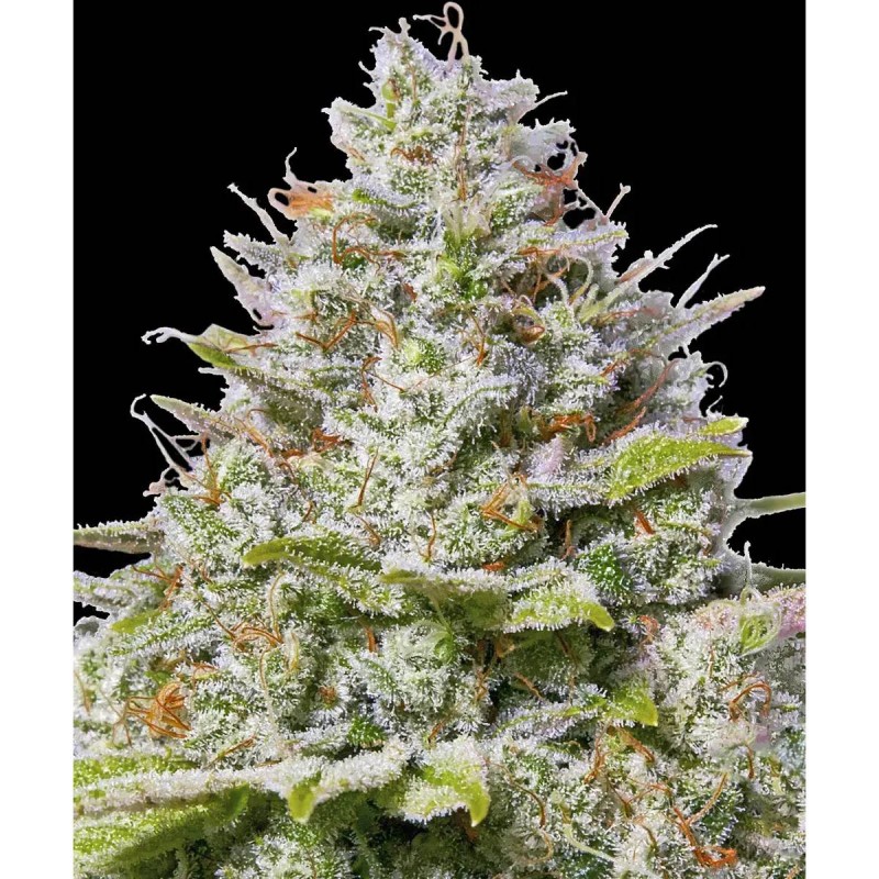 Barney's Farm Blue Gelato 41 Seeds 3 Stk.