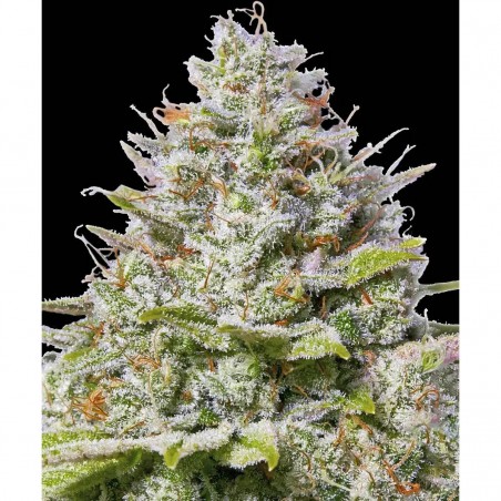 Barney's Farm Blue Gelato 41 Seeds 3 Stk.