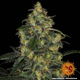 Barney's Farm Blue Gelato 41 Seeds 3 Stk.
