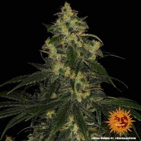 Barney's Farm Blue Gelato 41 Seeds 3 Stk.