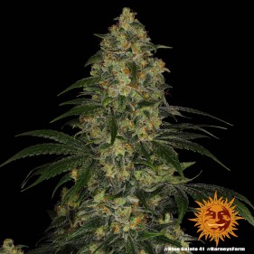 Barney's Farm Blue Gelato 41 Seeds 3 Stk.