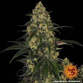 Barney's Farm Blue Gelato 41 Seeds 3 Stk.