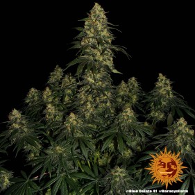 Barney's Farm Blue Gelato 41 Seeds 3 Stk.