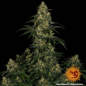 Barney's Farm Blue Gelato 41 Seeds 3 Stk.