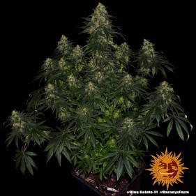 Barney's Farm Blue Gelato 41 Seeds 3 Stk.