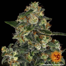 Barney's Farm Blue Gelato 41 Seeds 3 Stk.