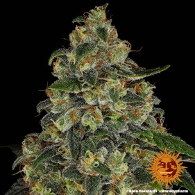 Barney's Farm Blue Gelato 41 Seeds 3 Stk.
