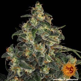 Barney's Farm Blue Gelato 41 Seeds 3 Stk.