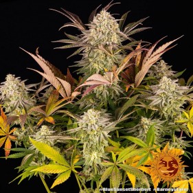 Barney's Farm Blue Sunset Sherbert Seeds 3 Stk.