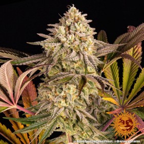 Barney's Farm Blue Sunset Sherbert Seeds 3 Stk.