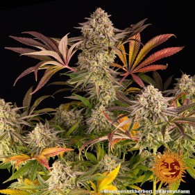 Barney's Farm Blue Sunset Sherbert Seeds 3 Stk.