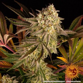Barney's Farm Blue Sunset Sherbert Seeds 3 Stk.
