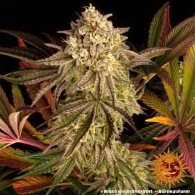 Barney's Farm Blue Sunset Sherbert Seeds 3 Stk.