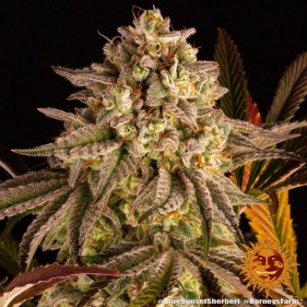 Barney's Farm Blue Sunset Sherbert Seeds 3 Stk.