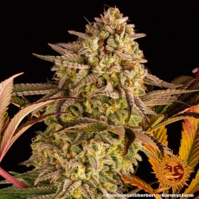 Barney's Farm Blue Sunset Sherbert Seeds 3 Stk.
