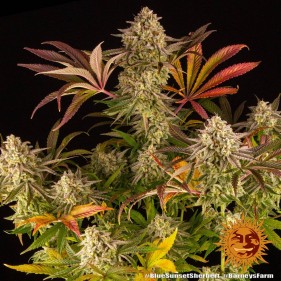 Barney's Farm Blue Sunset Sherbert Seeds 3 Stk.