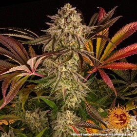 Barney's Farm Blue Sunset Sherbert Seeds 3 Stk.