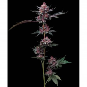 Barney's Farm Cherry Poppers Seeds 3 Stk.