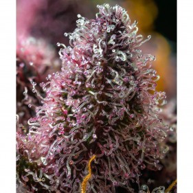 Barney's Farm Cherry Poppers Seeds 3 Stk.
