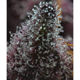 Barney's Farm Cherry Poppers Seeds 3 Stk.