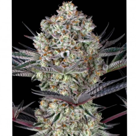 Barney's Farm Dos Si Dos 33 Seeds 3 Stk.