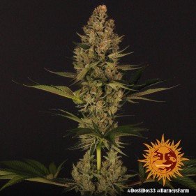 Barney's Farm Dos Si Dos 33 Seeds 3 Stk.