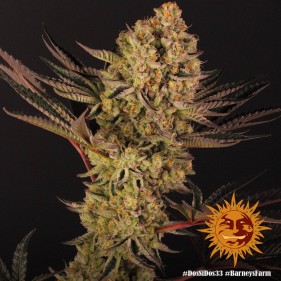 Barney's Farm Dos Si Dos 33 Seeds 3 Stk.