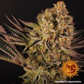 Barney's Farm Dos Si Dos 33 Seeds 3 Stk.