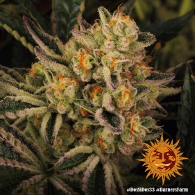 Barney's Farm Dos Si Dos 33 Seeds 3 Stk.