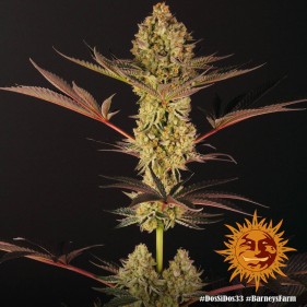 Barney's Farm Dos Si Dos 33 Seeds 3 Stk.