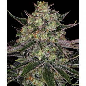 Barney's Farm Gorilla Zkittlez Seeds 3 Stk.