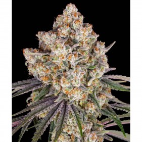 Barney's Farm Ice Cream Cake Seeds 3 Stk.