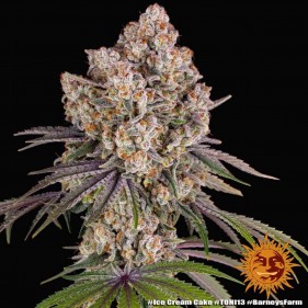 Barney's Farm Ice Cream Cake Seeds 3 Stk.