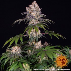 Barney's Farm Ice Cream Cake Seeds 3 Stk.