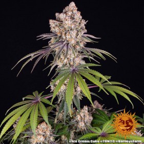 Barney's Farm Ice Cream Cake Seeds 3 Stk.