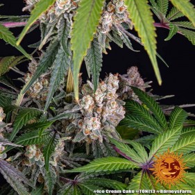 Barney's Farm Ice Cream Cake Seeds 3 Stk.