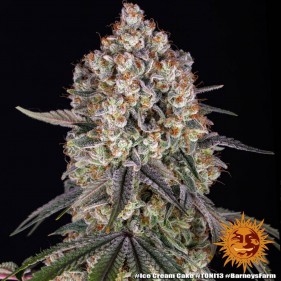 Barney's Farm Ice Cream Cake Seeds 3 Stk.