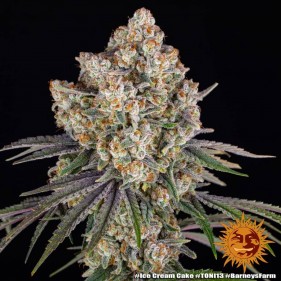 Barney's Farm Ice Cream Cake Seeds 3 Stk.