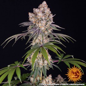 Barney's Farm Ice Cream Cake Seeds 3 Stk.