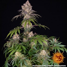 Barney's Farm Ice Cream Cake Seeds 3 Stk.