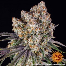 Barney's Farm Ice Cream Cake Seeds 3 Stk.
