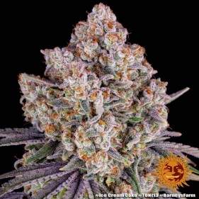 Barney's Farm Ice Cream Cake Seeds 3 Stk.