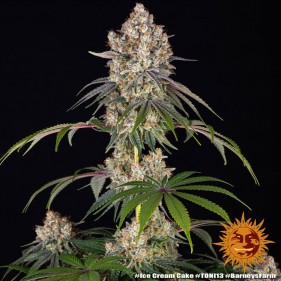Barney's Farm Ice Cream Cake Seeds 3 Stk.