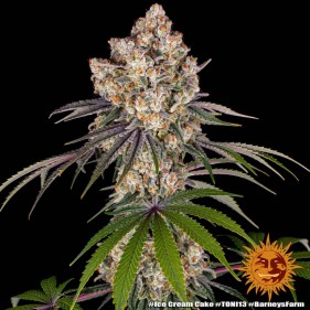Barney's Farm Ice Cream Cake Seeds 3 Stk.